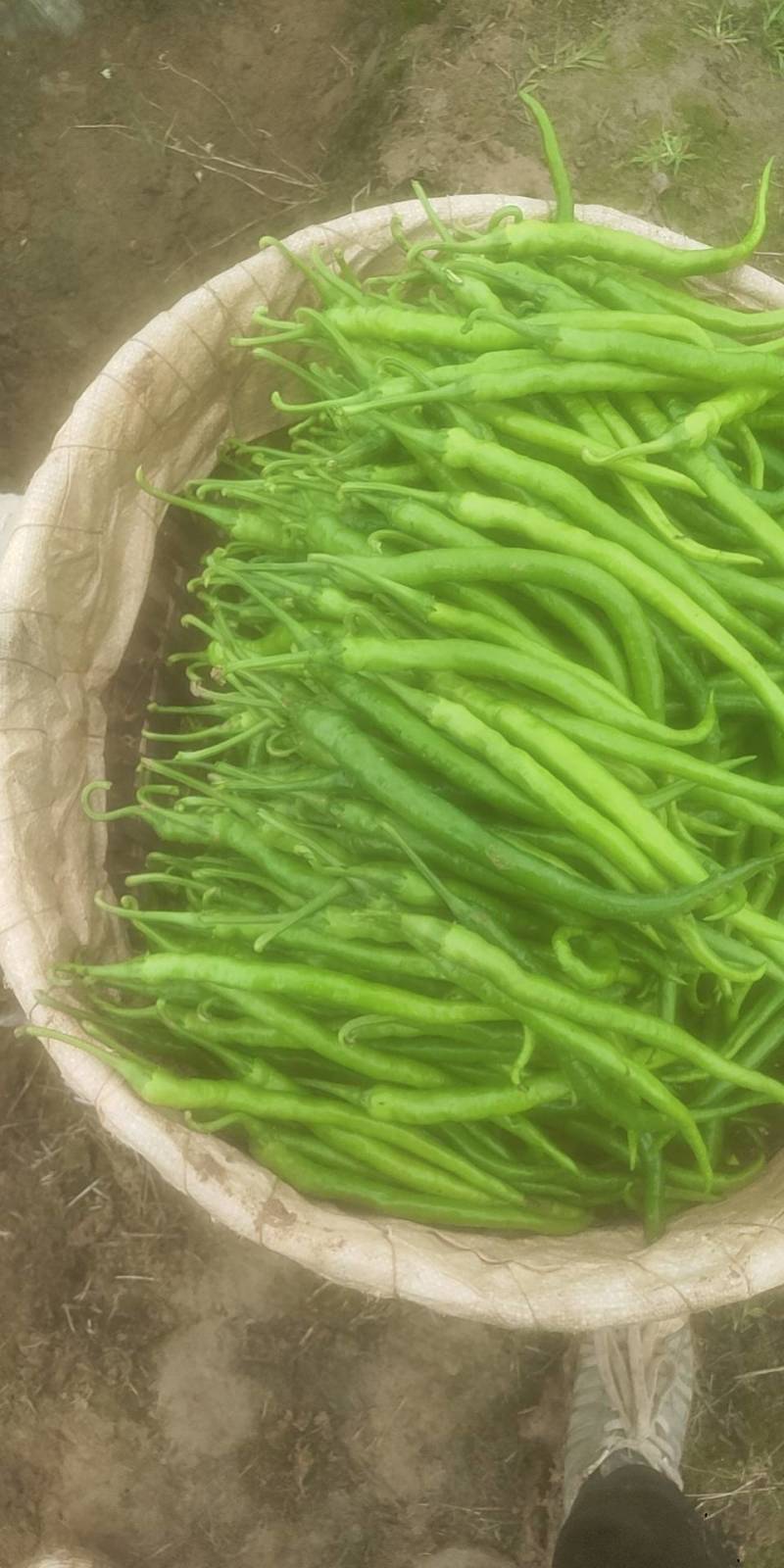 鲜辣椒本基地有8号软皮线椒，菜椒量大。