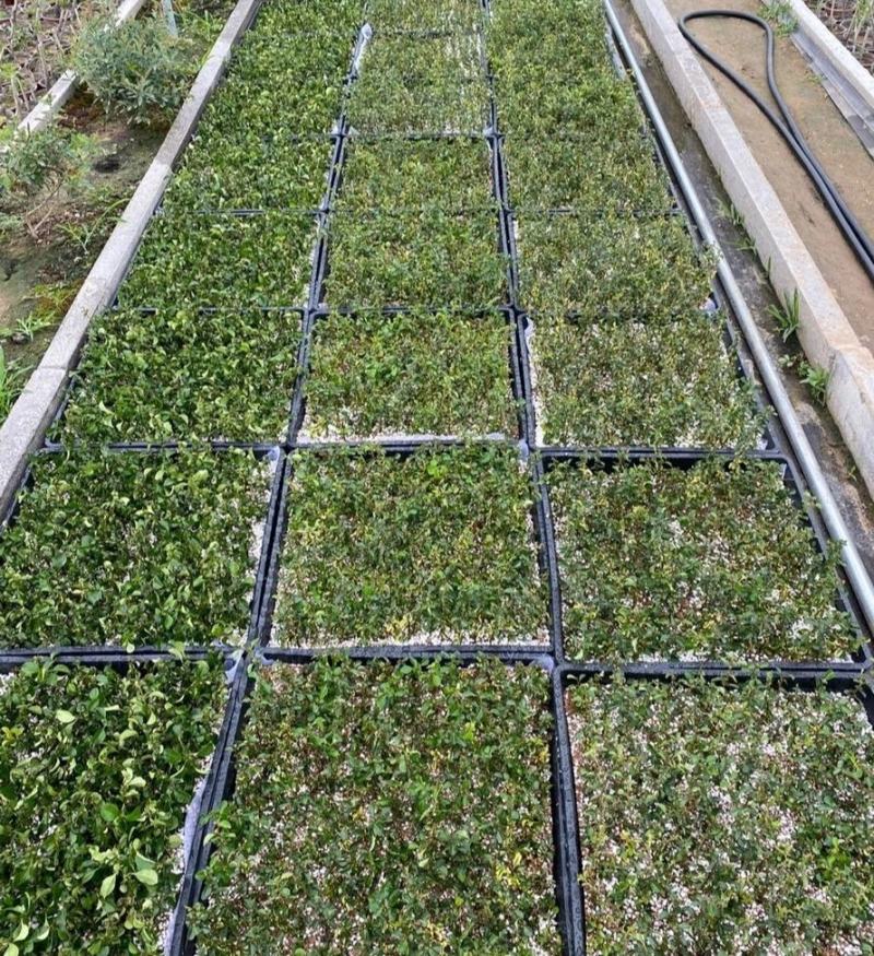 日本红花一号长寿梅，长寿梅是蔷蔷薇科木瓜属日本海棠类植物