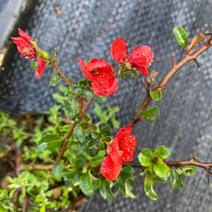 日本红花一号长寿梅，长寿梅是蔷蔷薇科木瓜属日本海棠类植物