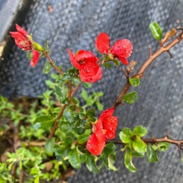 日本红花一号长寿梅，长寿梅是蔷蔷薇科木瓜属日本海棠类植物