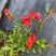 日本红花一号长寿梅，长寿梅是蔷蔷薇科木瓜属日本海棠类植物