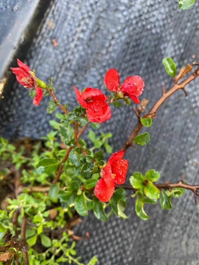 日本红花一号长寿梅，长寿梅是蔷蔷薇科木瓜属日本海棠类植物