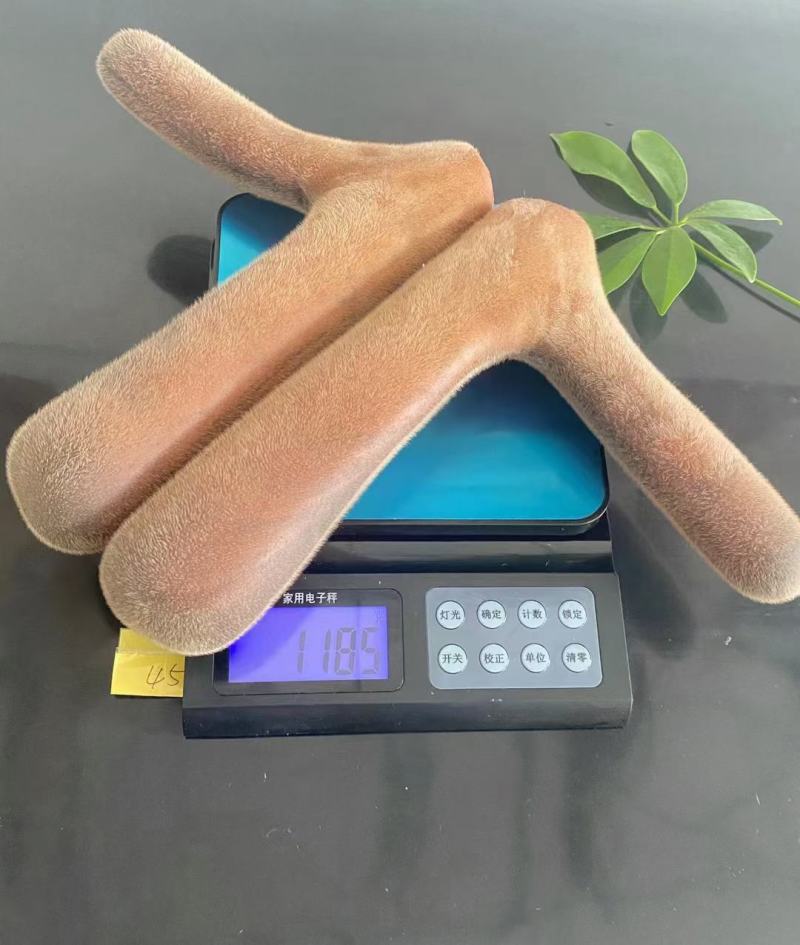 长白山梅花鹿鹿茸，头茬二杠，整支，切片，产地直供