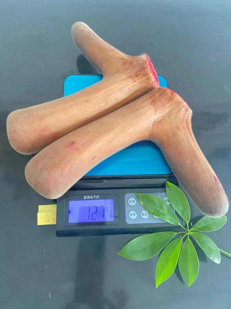 长白山梅花鹿鹿茸，头茬二杠，整支，切片，产地直供