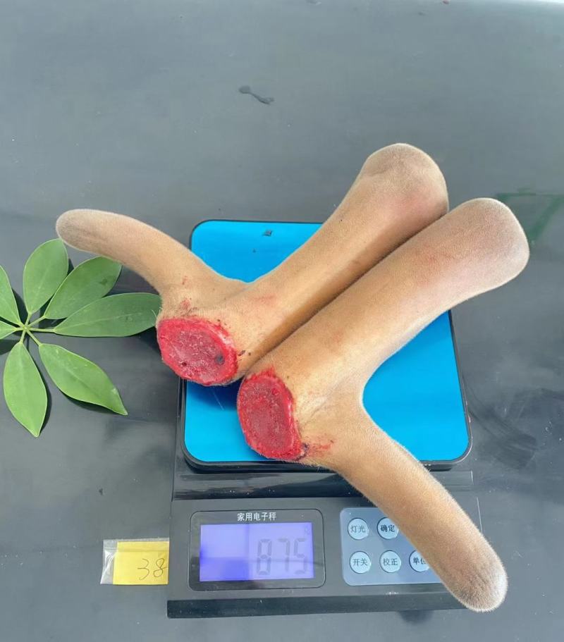 长白山梅花鹿鹿茸，头茬二杠，整支，切片，产地直供