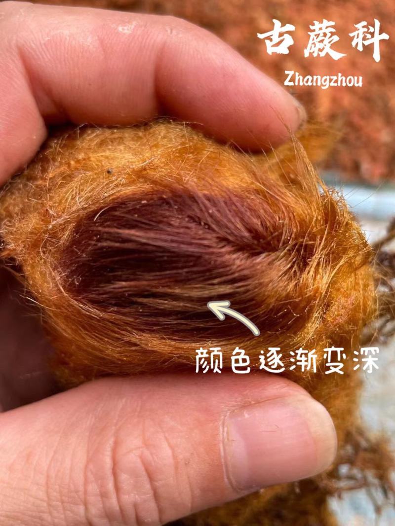 金丝古蕨