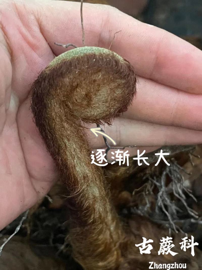 金丝古蕨