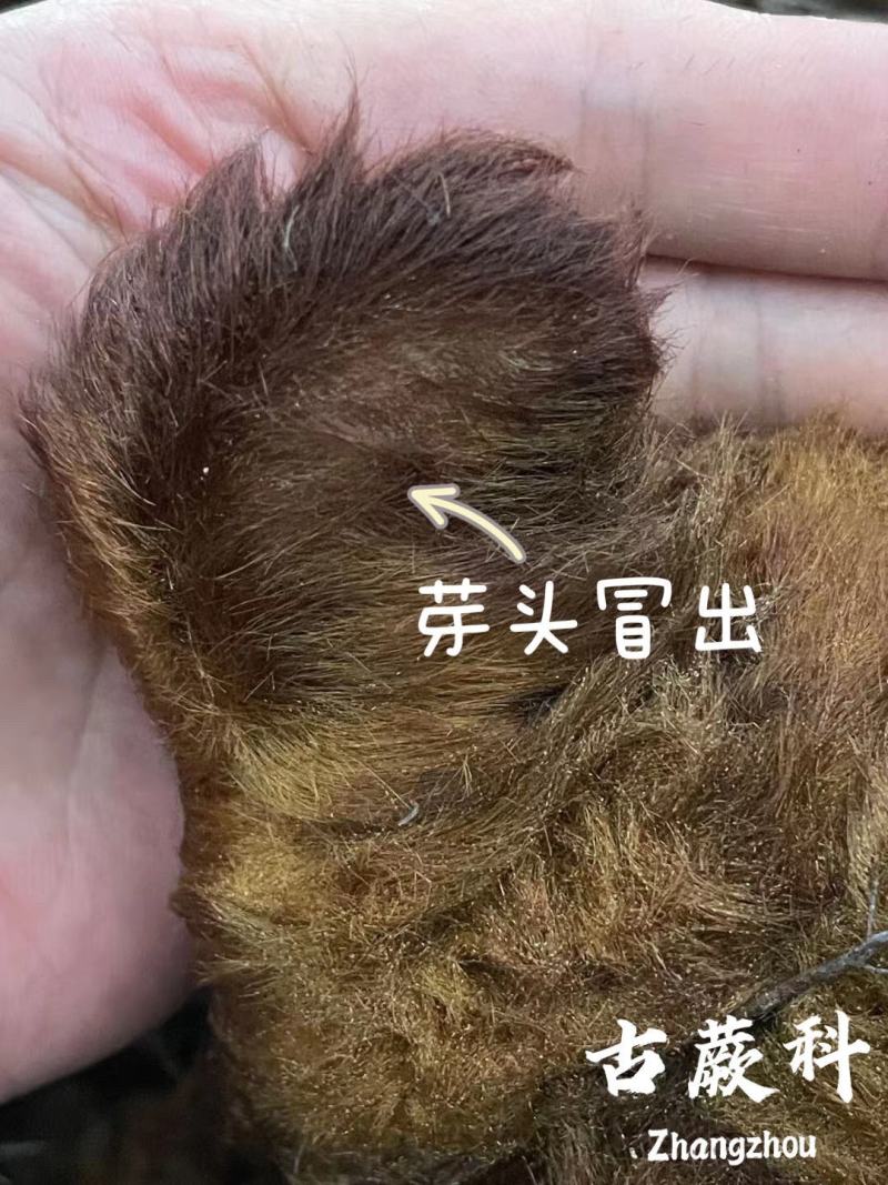 金丝古蕨