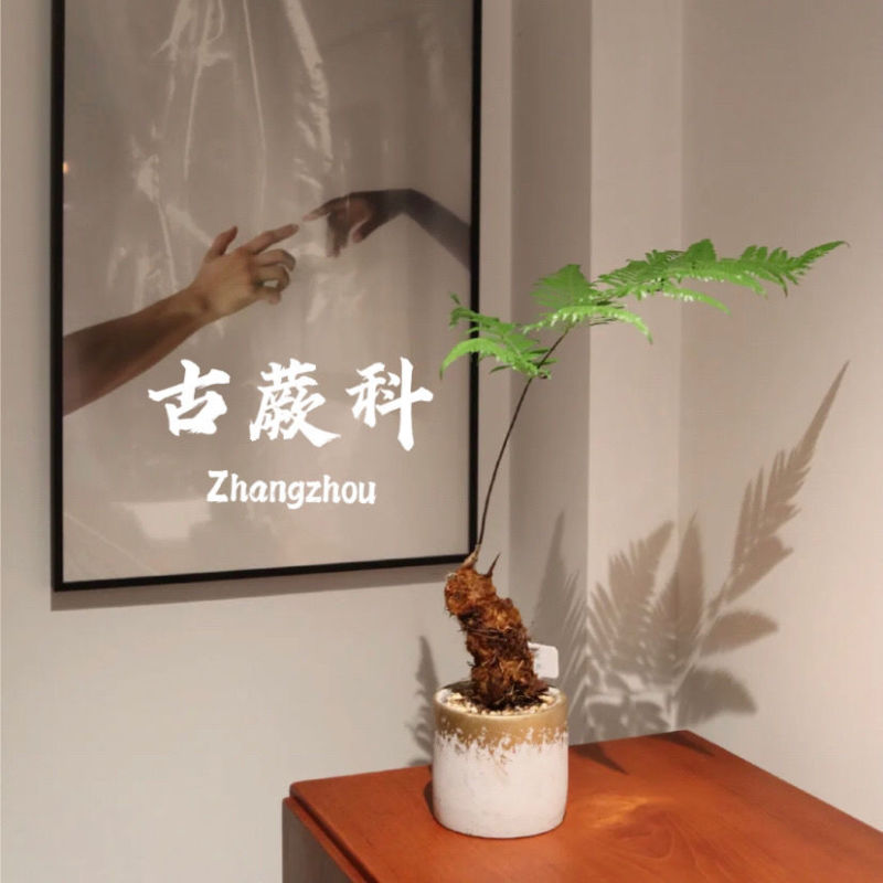 金丝古蕨