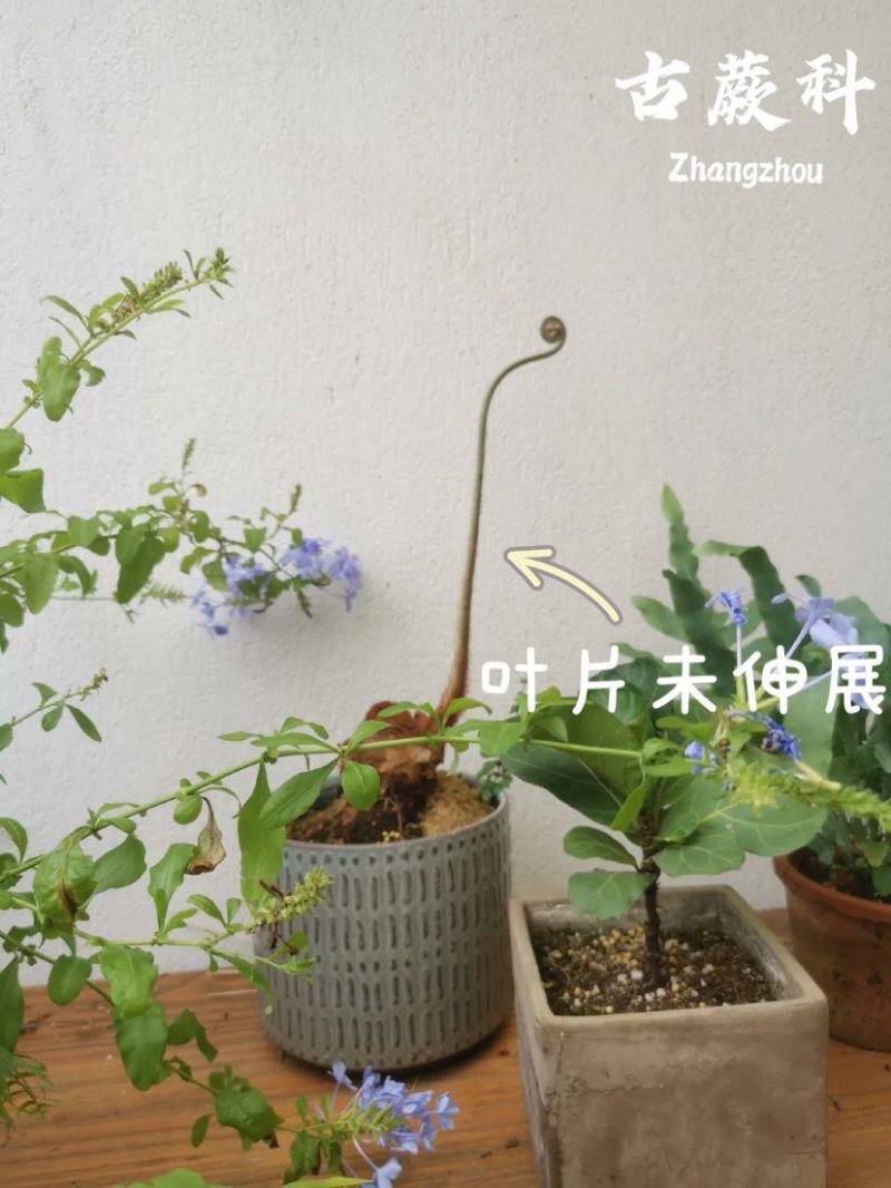 金丝古蕨