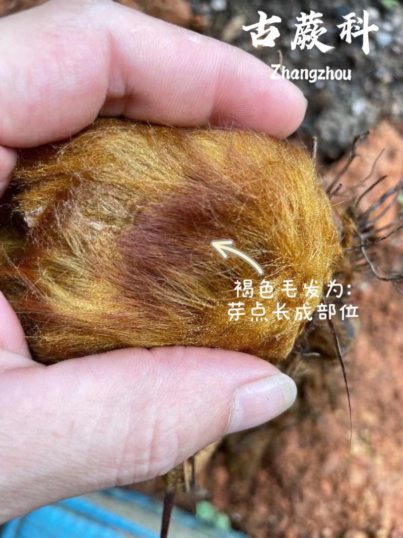 金丝古蕨