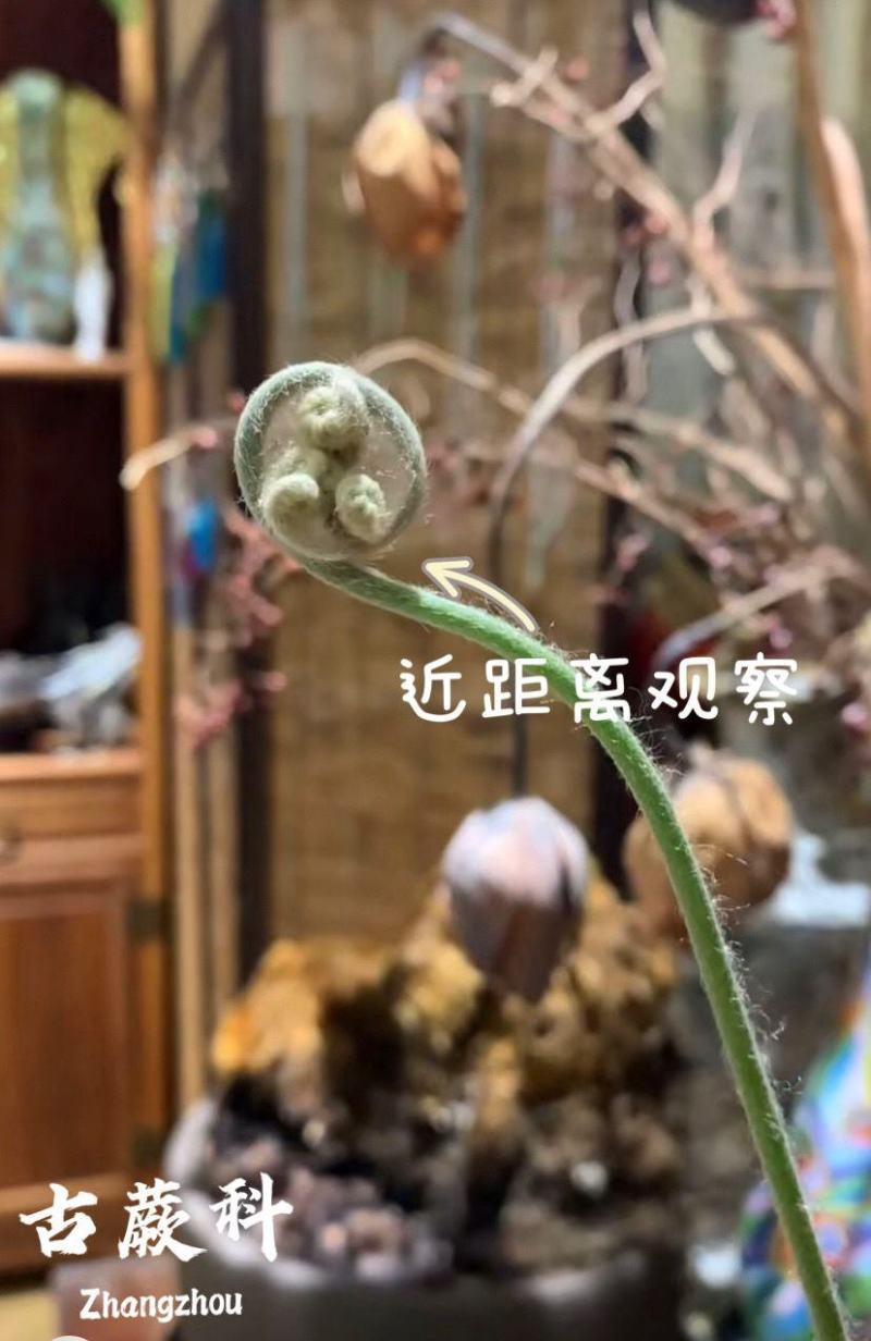 金丝古蕨