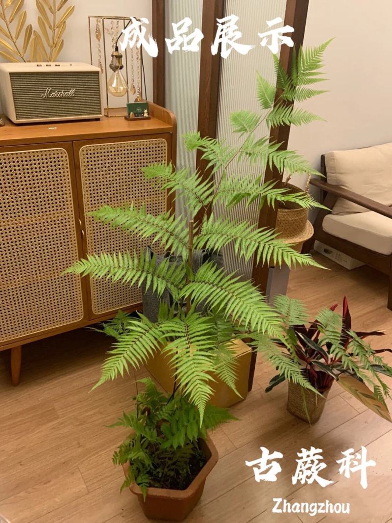 金丝古蕨