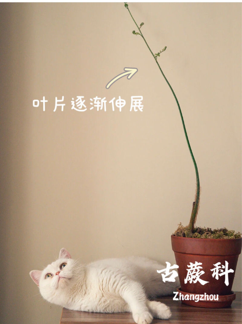 金丝古蕨