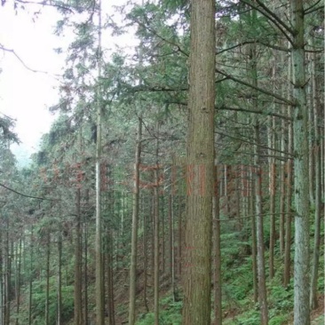 出售自家山上沙树，10年生，百颗起售