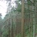 出售自家山上沙树，10年生，百颗起售