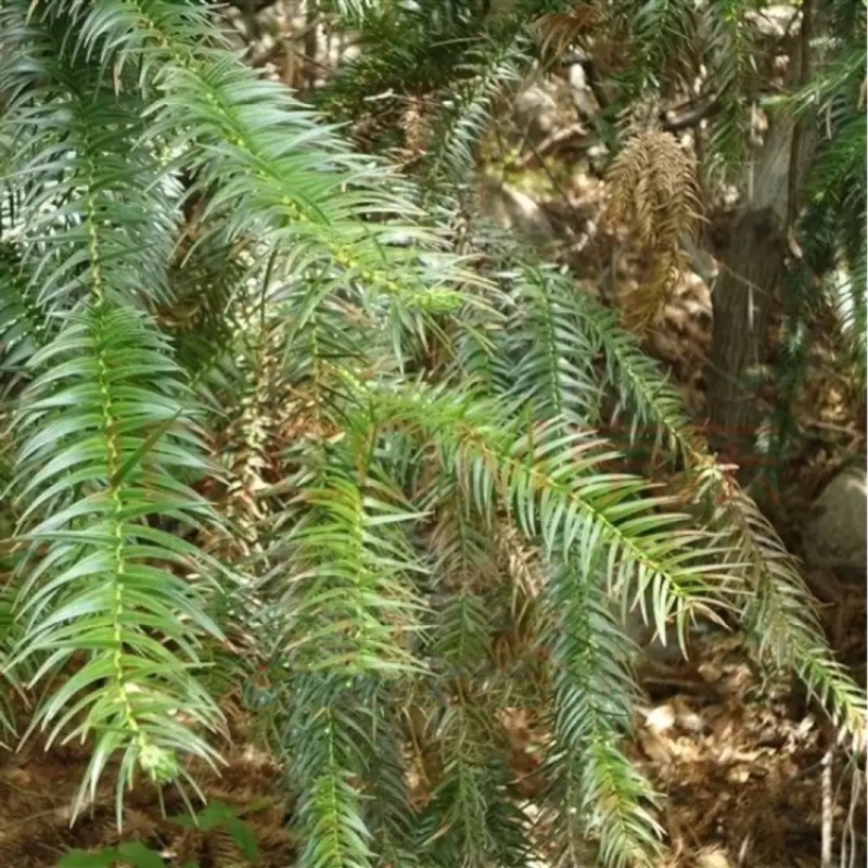 出售自家山上沙树，10年生，百颗起售
