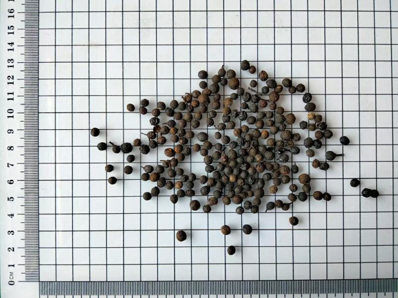 荜澄茄冷背药材量大从优欢迎选购！