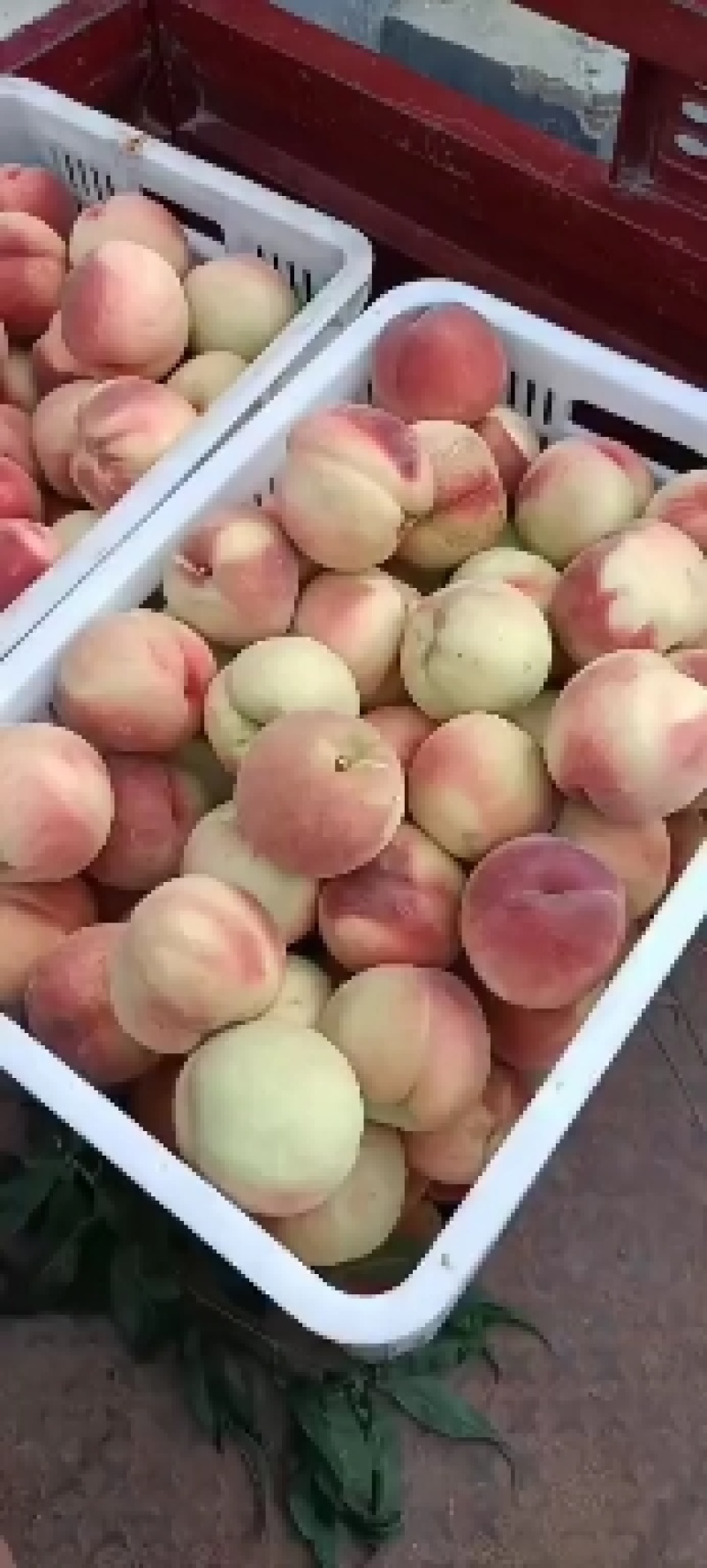 毛桃