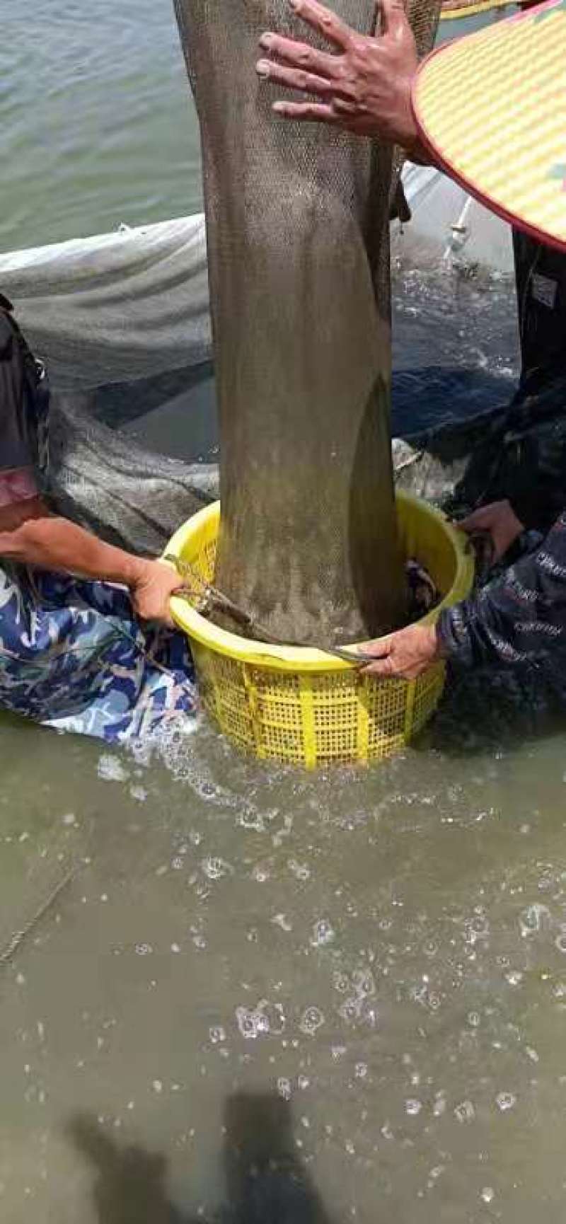 鲳鱼苗淡水鲳鱼三个月可以一斤3起产