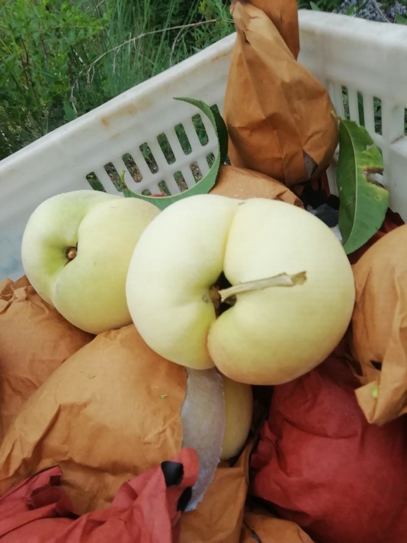 早生水蜜桃