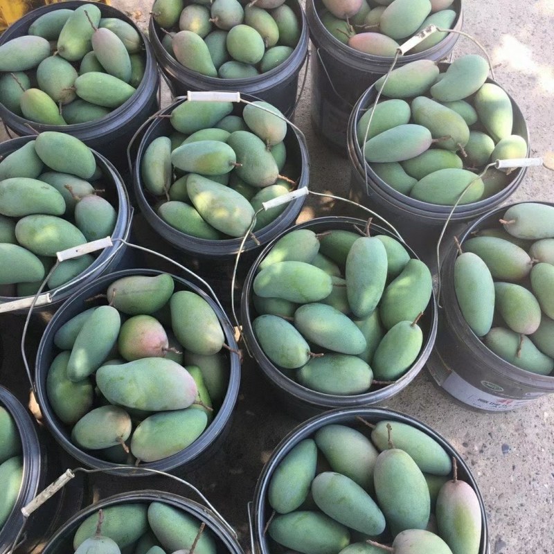 大量供应小金煌芒果，4两起步，欢迎采购，包上车