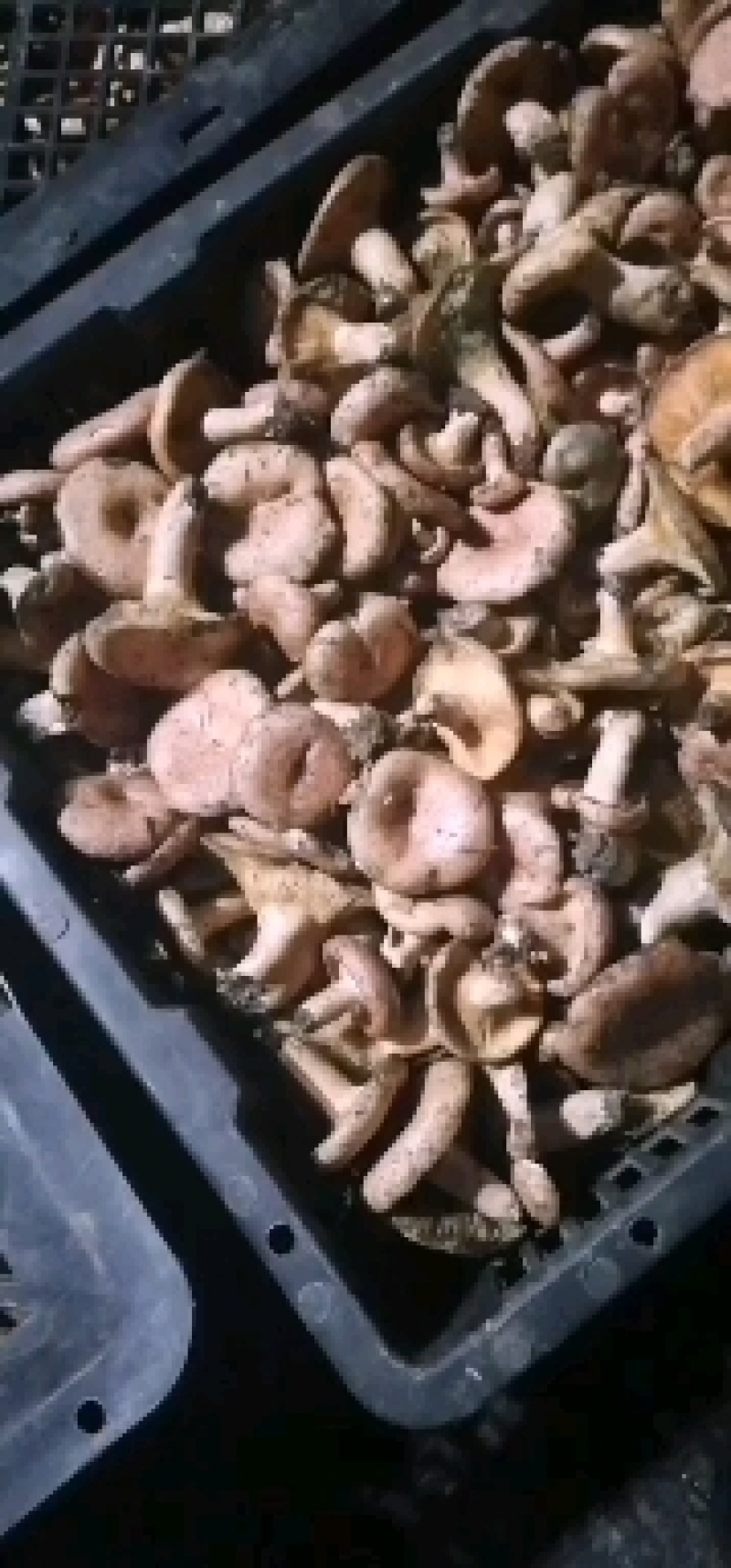 野生菌枞菌、寒菌，鲜货