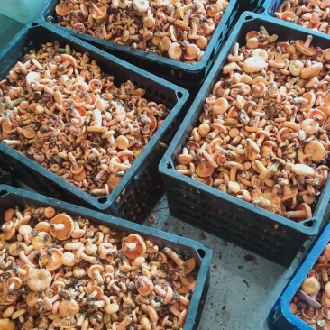 野生菌枞菌、寒菌，鲜货