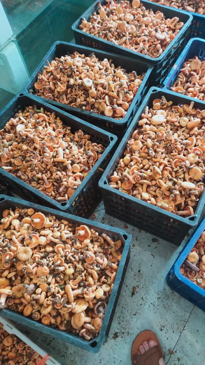 野生菌枞菌、寒菌，鲜货