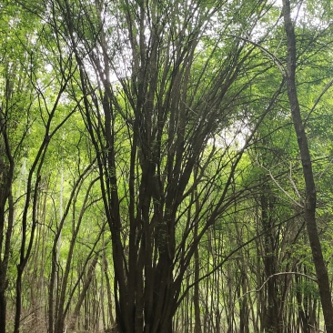 基地直销丛生茶条槭、独杆茶条槭、量大规格齐全