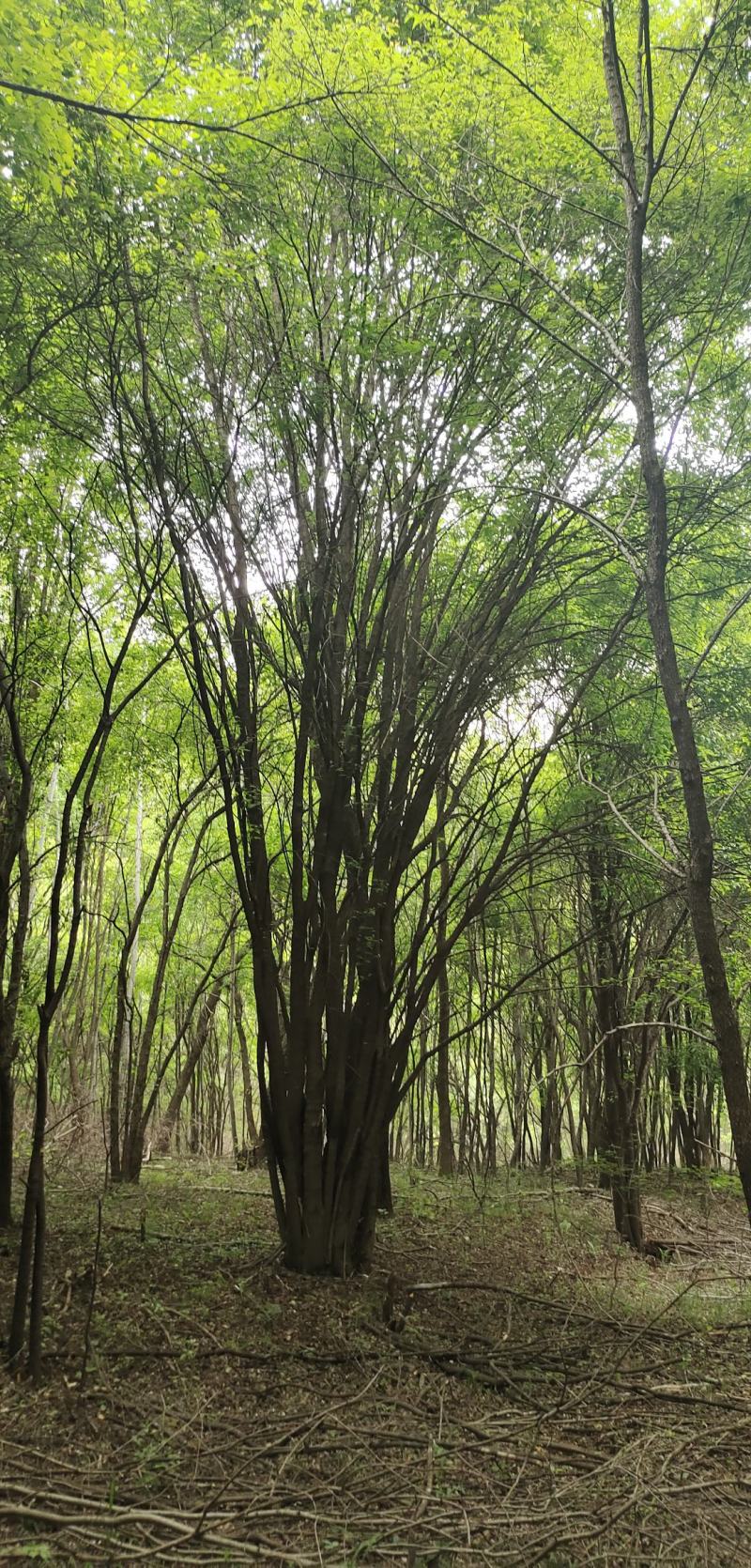 基地直销丛生茶条槭、独杆茶条槭、量大规格齐全