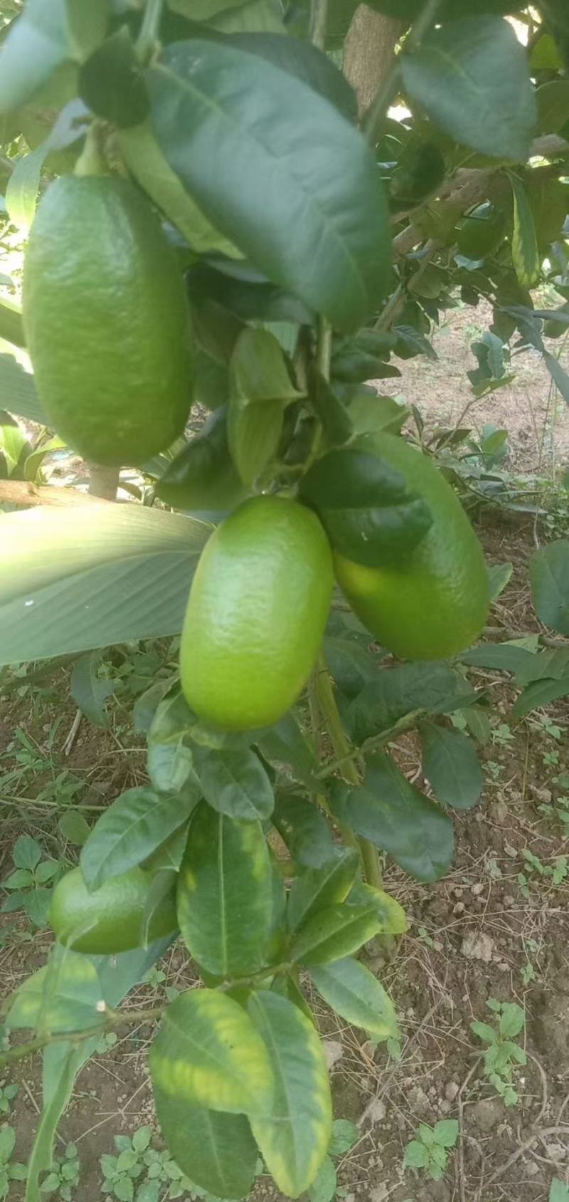 新鲜香水柠檬无籽青柠檬皮薄多汁奶茶店专用柠檬水果