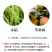 拜耳优福宽35%氯虫苯甲酰胺水稻苹果树稻纵卷叶螟二三化螟