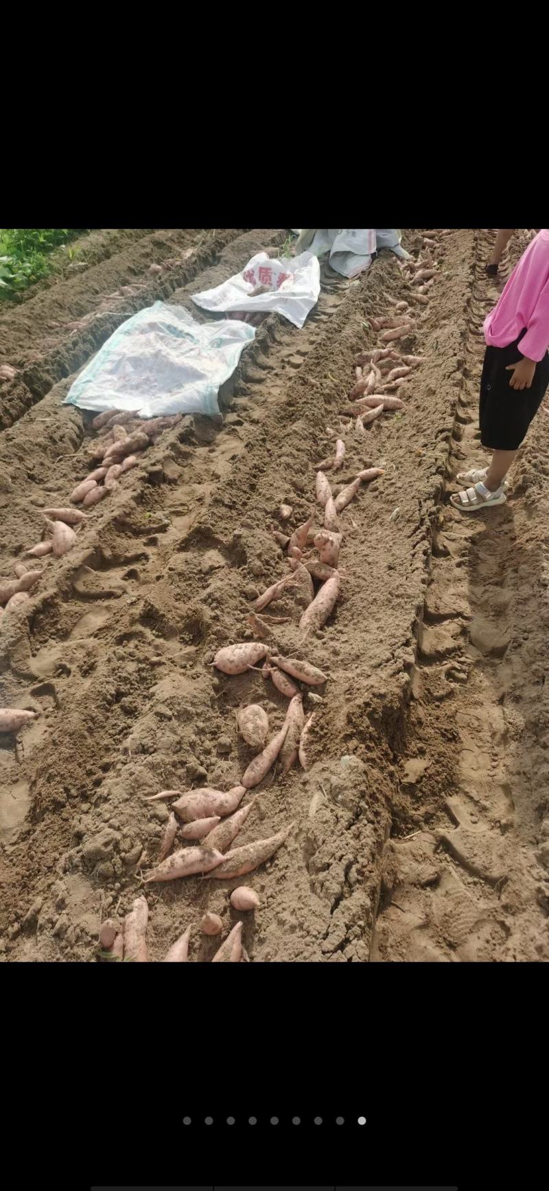 开封西瓜红红薯大量上市产地直发一手货源欢迎新老客户采购