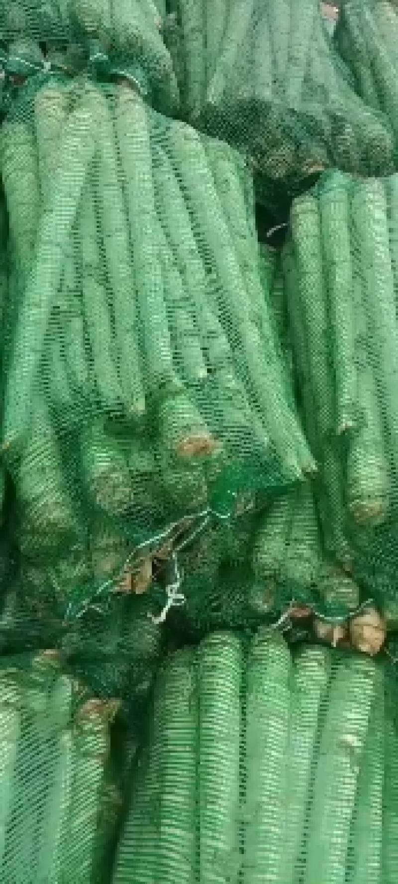莴笋杆子