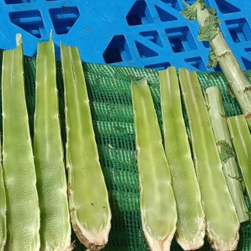 莴笋杆子