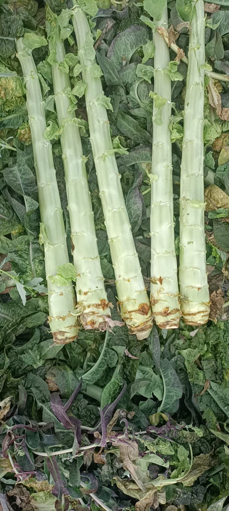 莴笋杆子