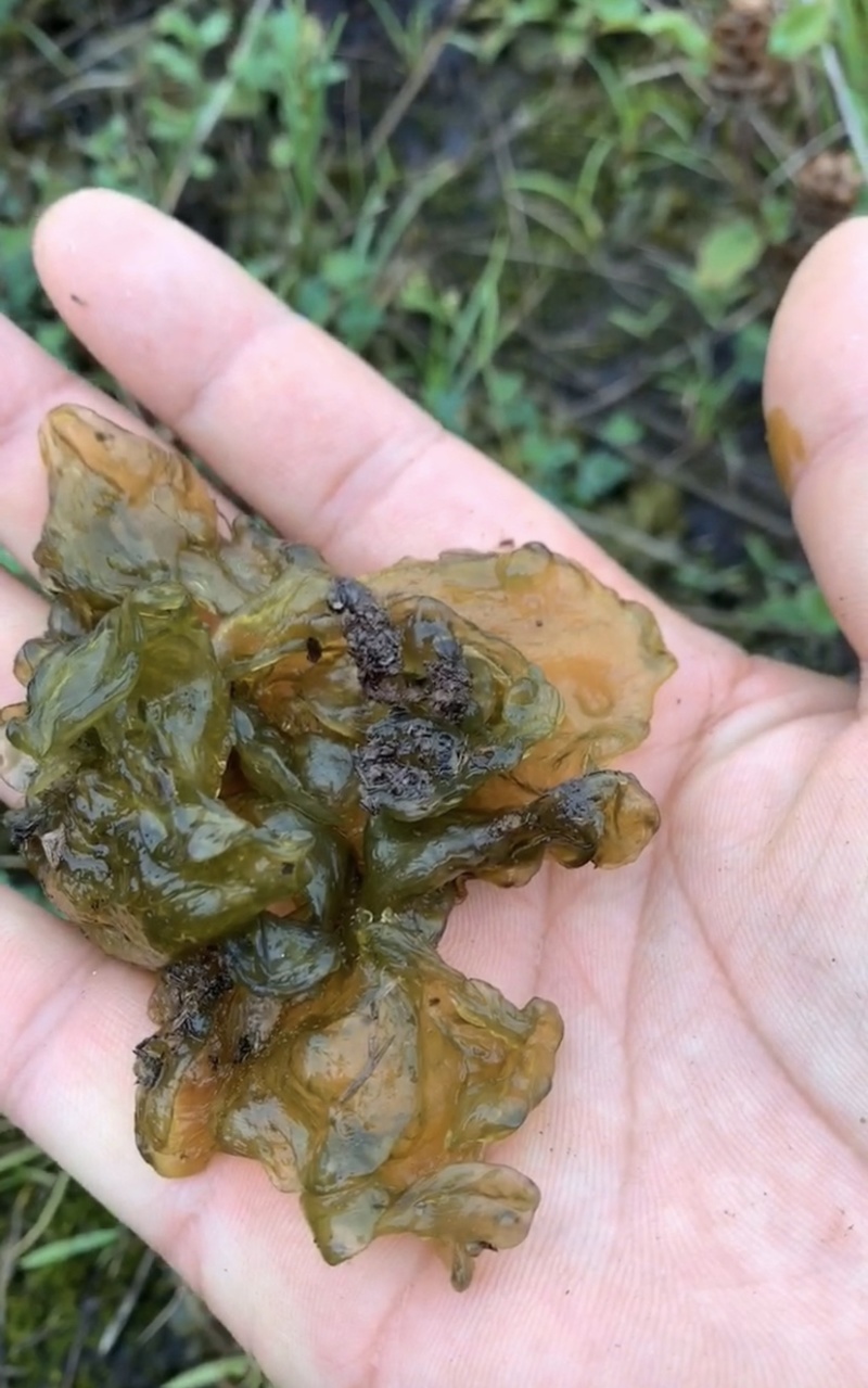 野生地木耳地皮菜地软朵大泡发率高干净无土块