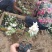 花叶络石新上市，花叶络石工程苗，花叶络石现货供应