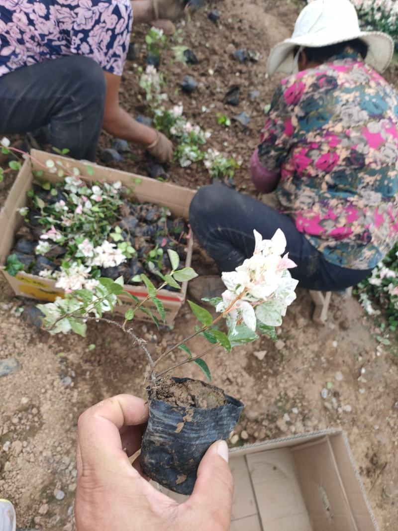 花叶络石新上市，花叶络石工程苗，花叶络石现货供应