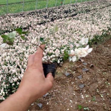 花叶络石新上市，花叶络石工程苗，花叶络石现货供应