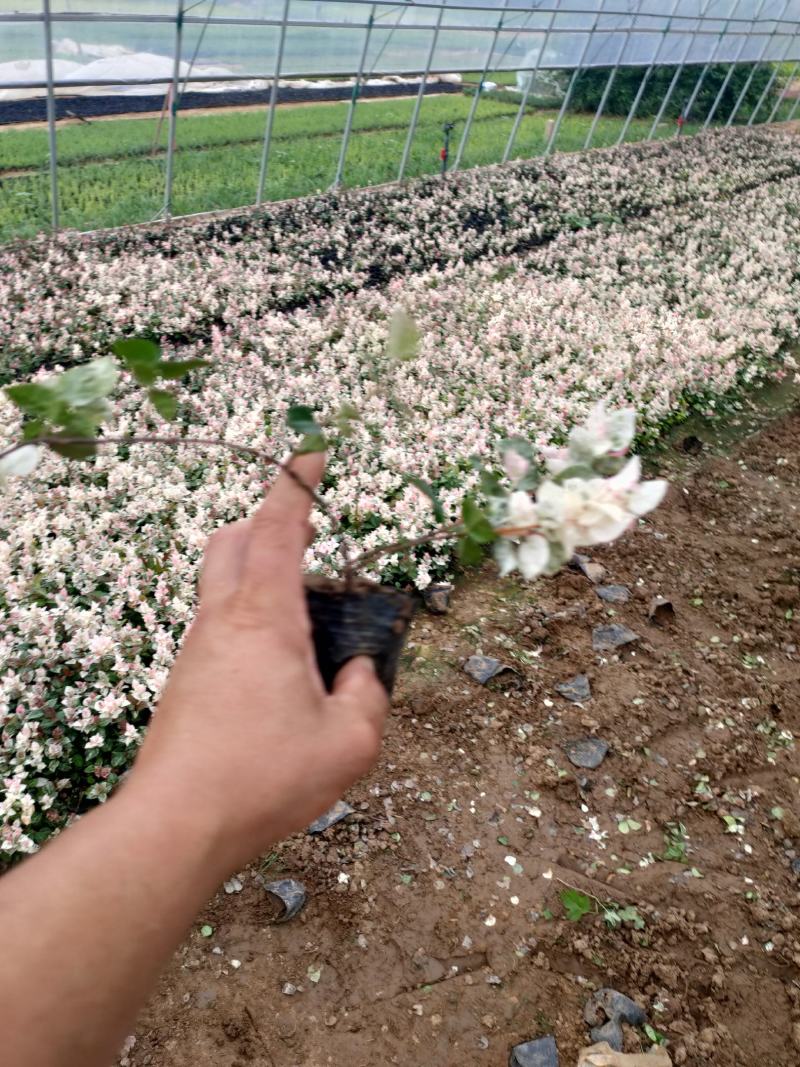花叶络石新上市，花叶络石工程苗，花叶络石现货供应