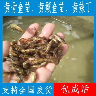 黄颡鱼苗,产地直批,百万现货,支持全国发货