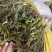 双叶石橄榄软叶中号果新鲜采摘精心挑选极速发货