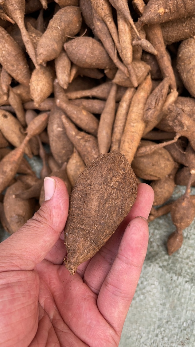 广西大山深处的新鲜野生黑牛牛大力纯野生资源