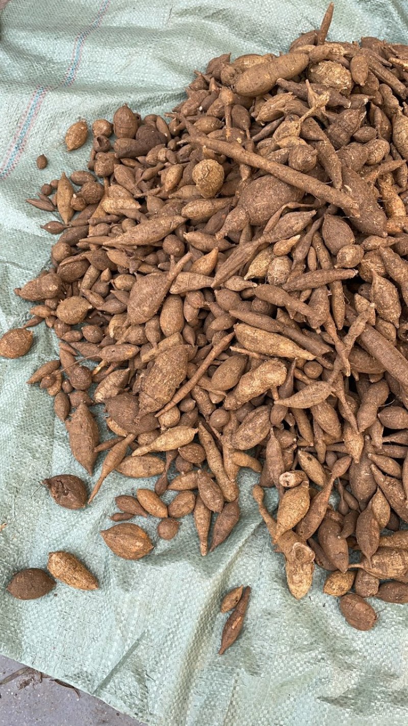 广西大山深处的新鲜野生黑牛牛大力纯野生资源