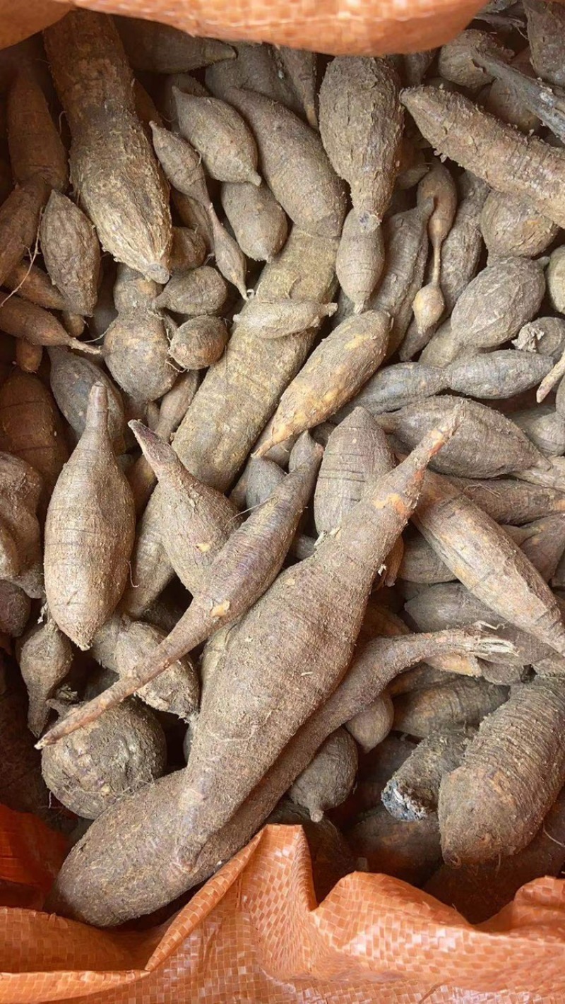 广西大山深处的新鲜野生黑牛牛大力纯野生资源