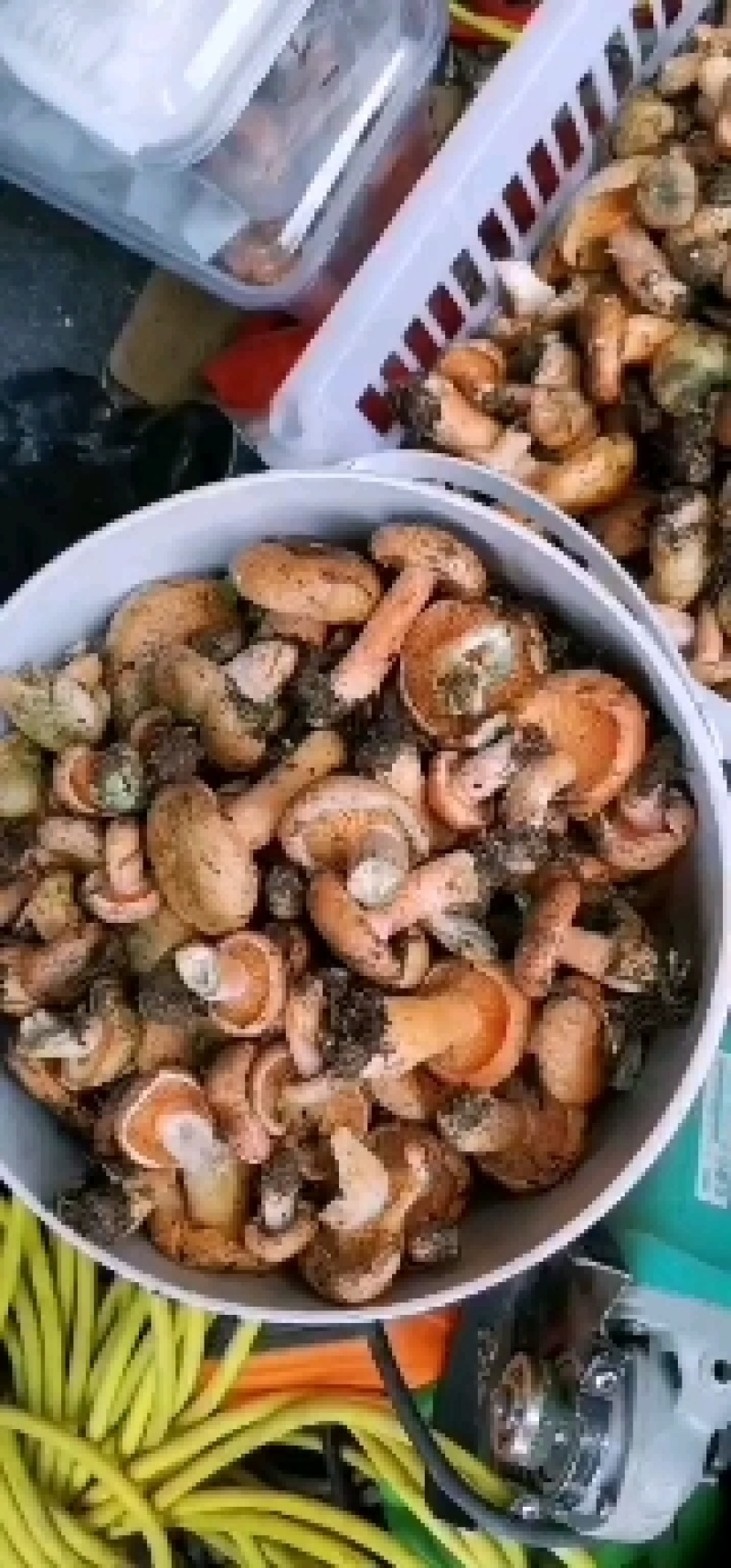 松树菌目前第二批大量上市
