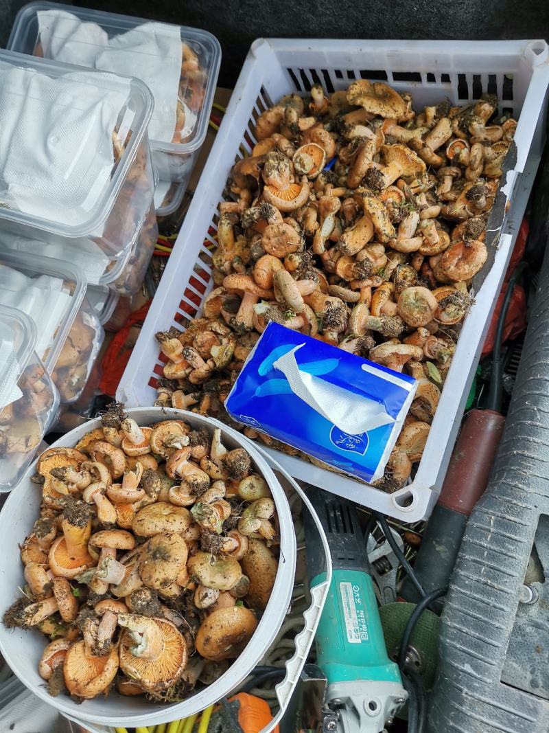 松树菌目前第二批大量上市