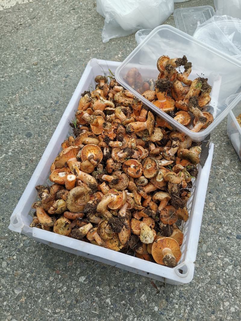 松树菌目前第二批大量上市